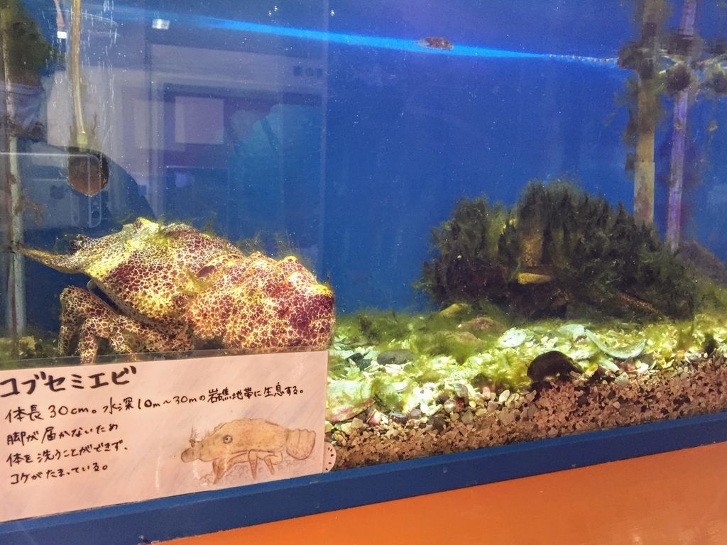 f:id:oh_ocean:20190223211725j:plain f:id:oh_ocean:20190223211725j:plain