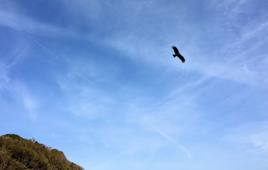 f:id:oh_ocean:20190223211839j:plain f:id:oh_ocean:20190223211839j:plain