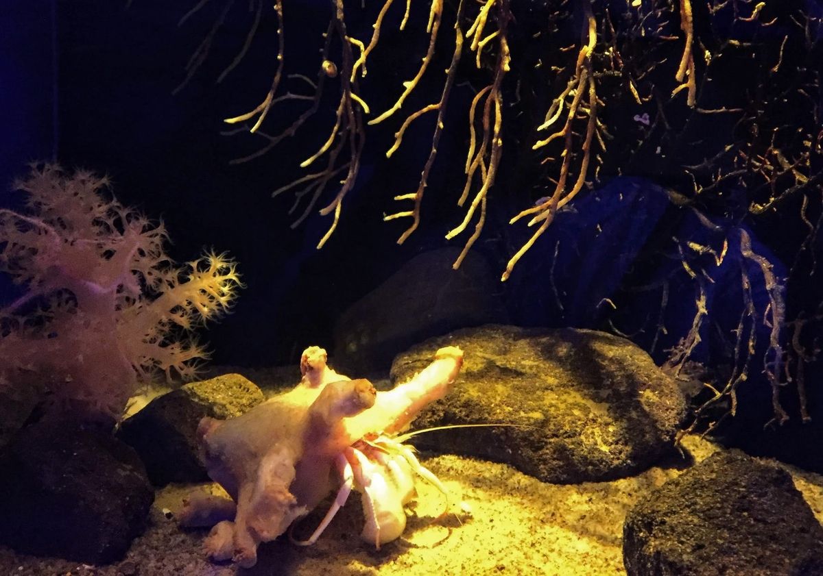 f:id:oh_ocean:20190520142944j:plain