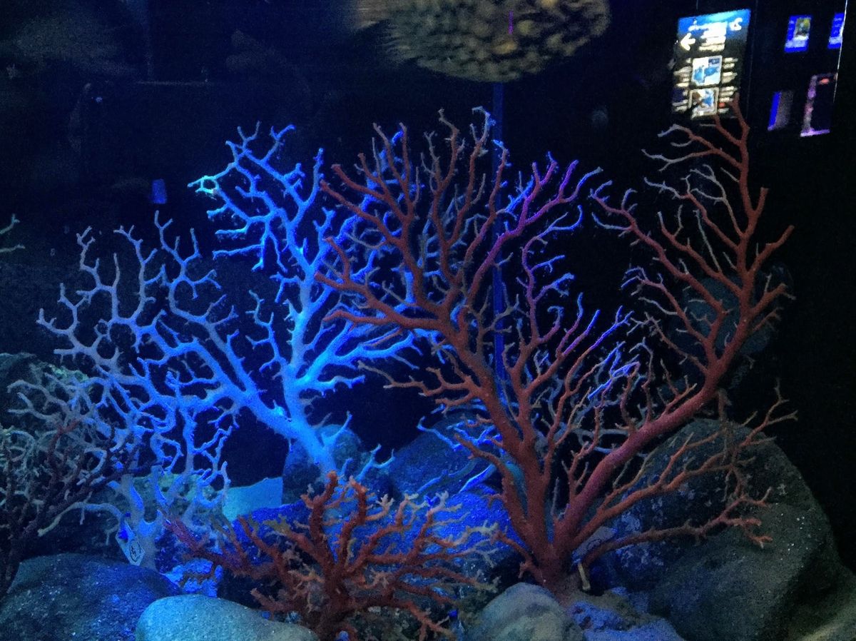 f:id:oh_ocean:20190520142957j:plain f:id:oh_ocean:20190520142957j:plain