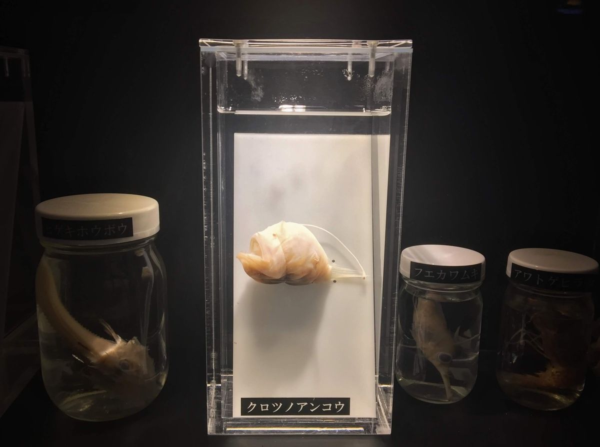 f:id:oh_ocean:20190520143042j:plain f:id:oh_ocean:20190520143042j:plain