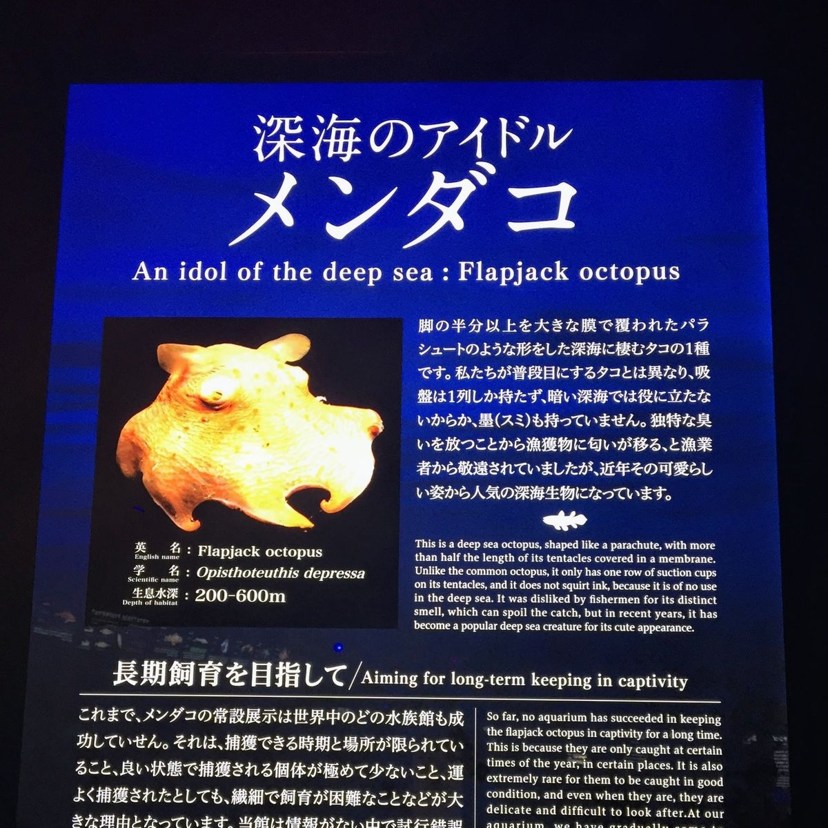 f:id:oh_ocean:20190520143115j:plain f:id:oh_ocean:20190520143115j:plain