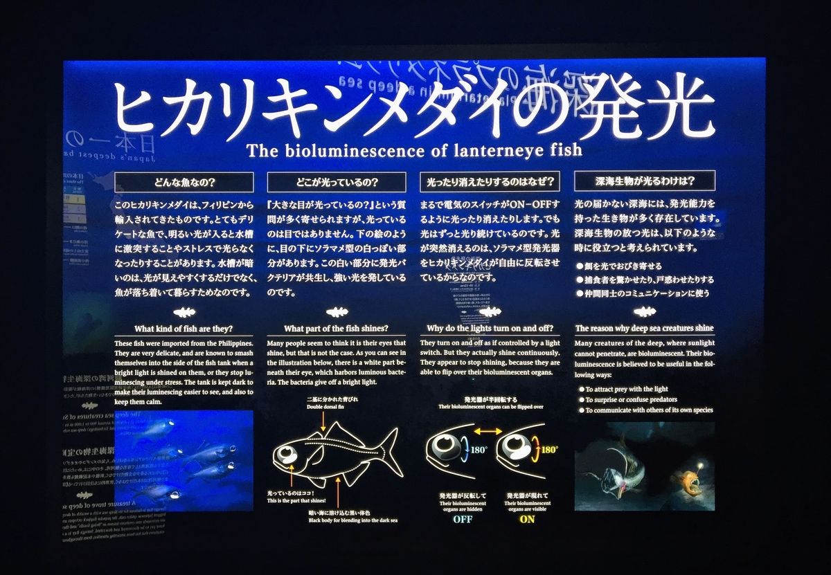 f:id:oh_ocean:20190520144056j:plain f:id:oh_ocean:20190520144056j:plain