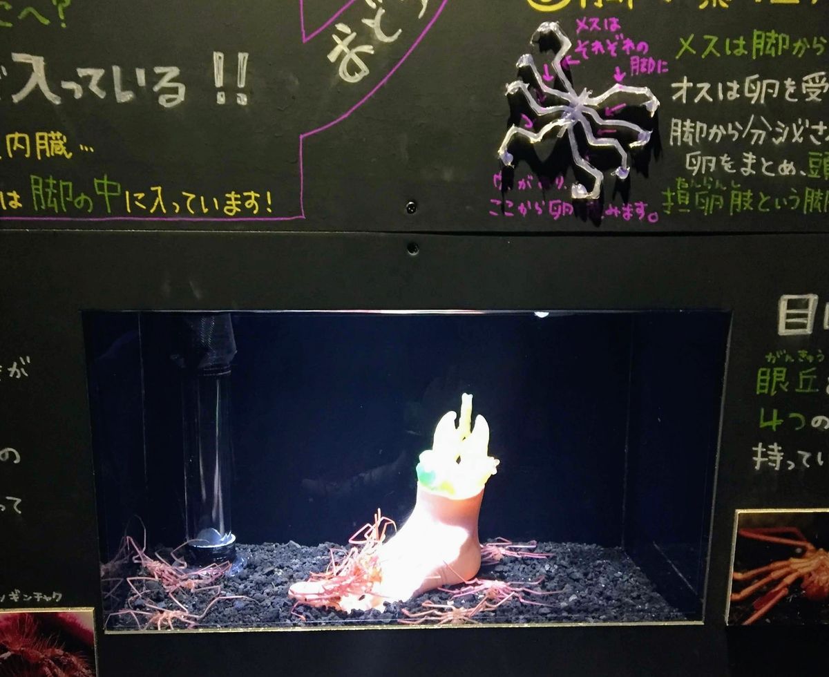 f:id:oh_ocean:20190520144151j:plain f:id:oh_ocean:20190520144151j:plain