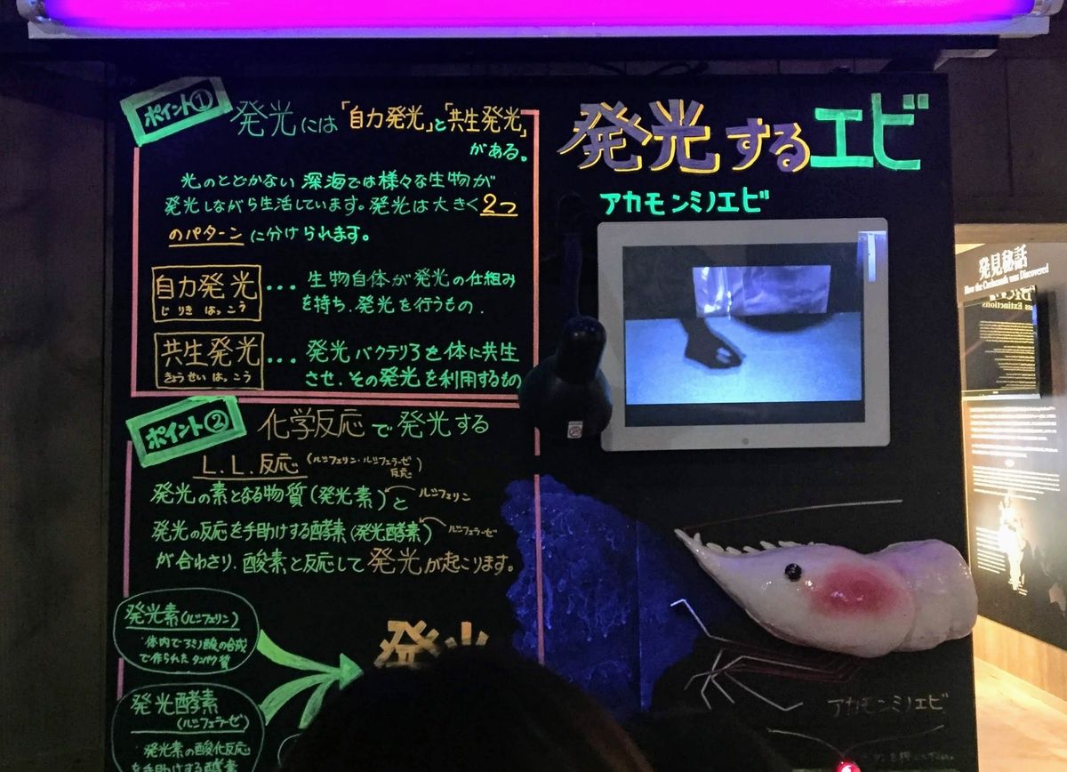 f:id:oh_ocean:20190520144157j:plain f:id:oh_ocean:20190520144157j:plain