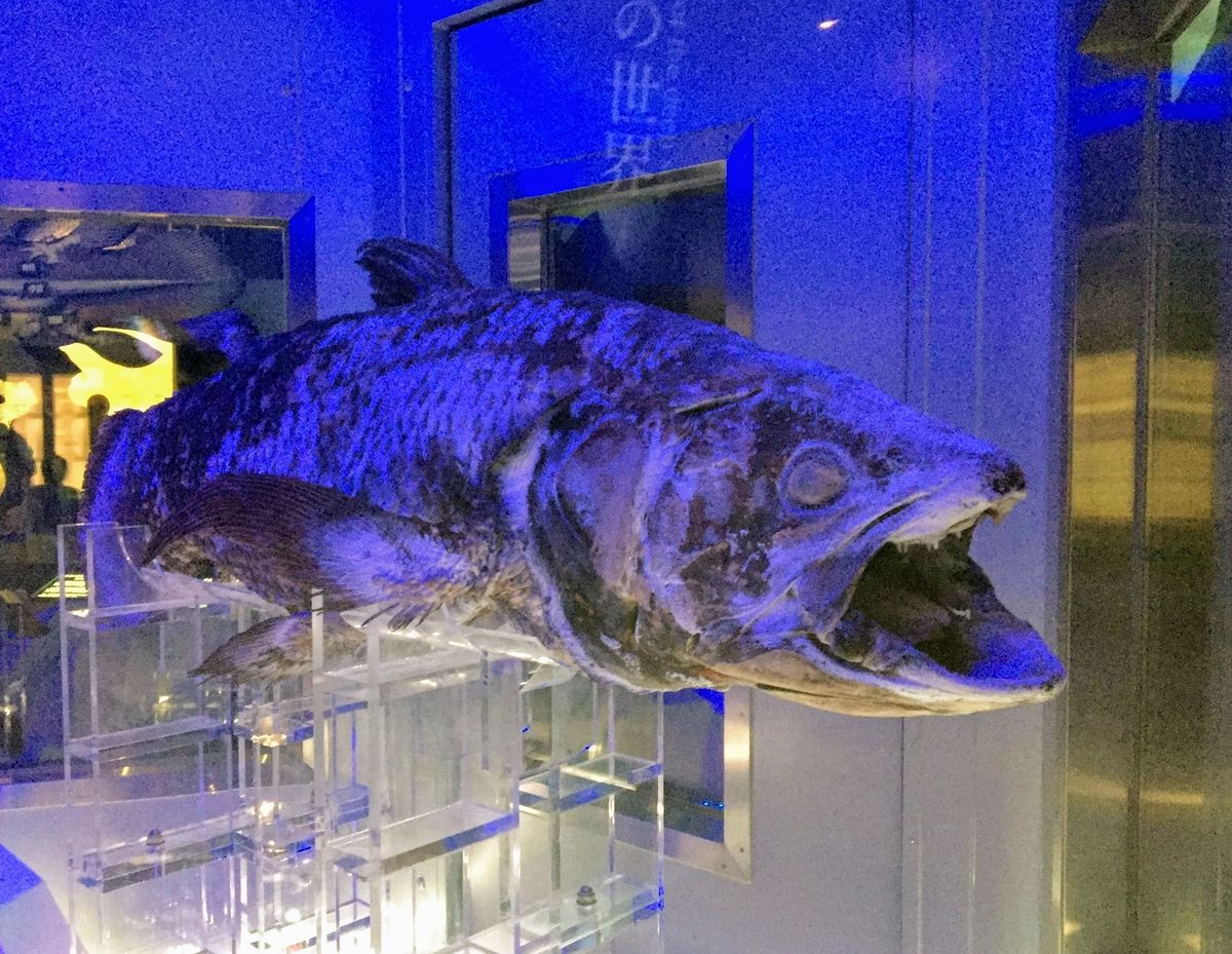 f:id:oh_ocean:20190716162837j:plain f:id:oh_ocean:20190716162837j:plain