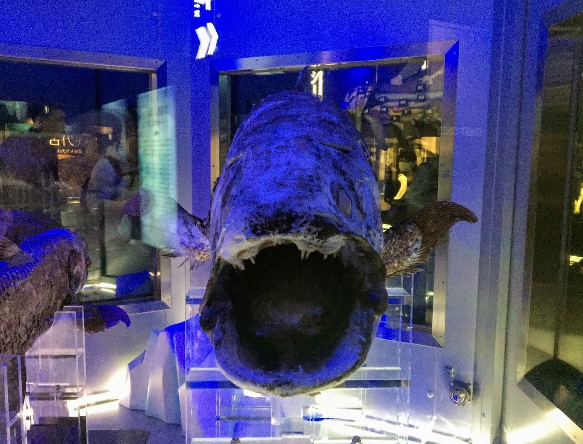 f:id:oh_ocean:20190716163318j:plain f:id:oh_ocean:20190716163318j:plain