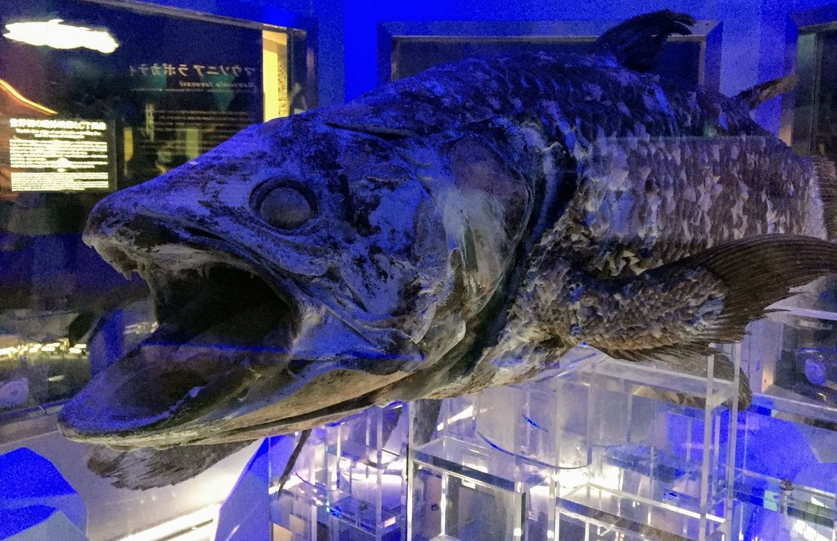 f:id:oh_ocean:20190716163350j:plain f:id:oh_ocean:20190716163350j:plain