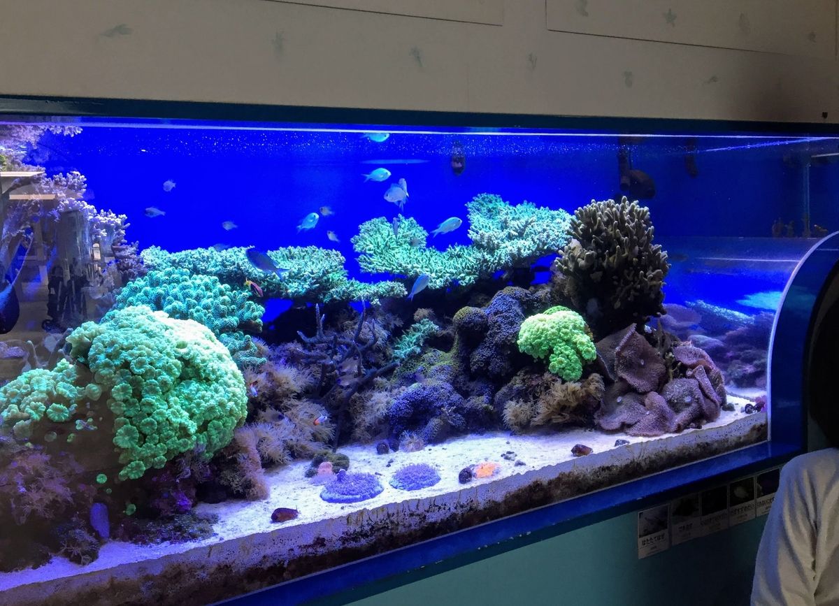 f:id:oh_ocean:20190610194656j:plain 東海大学海洋科学博物館の見どころ