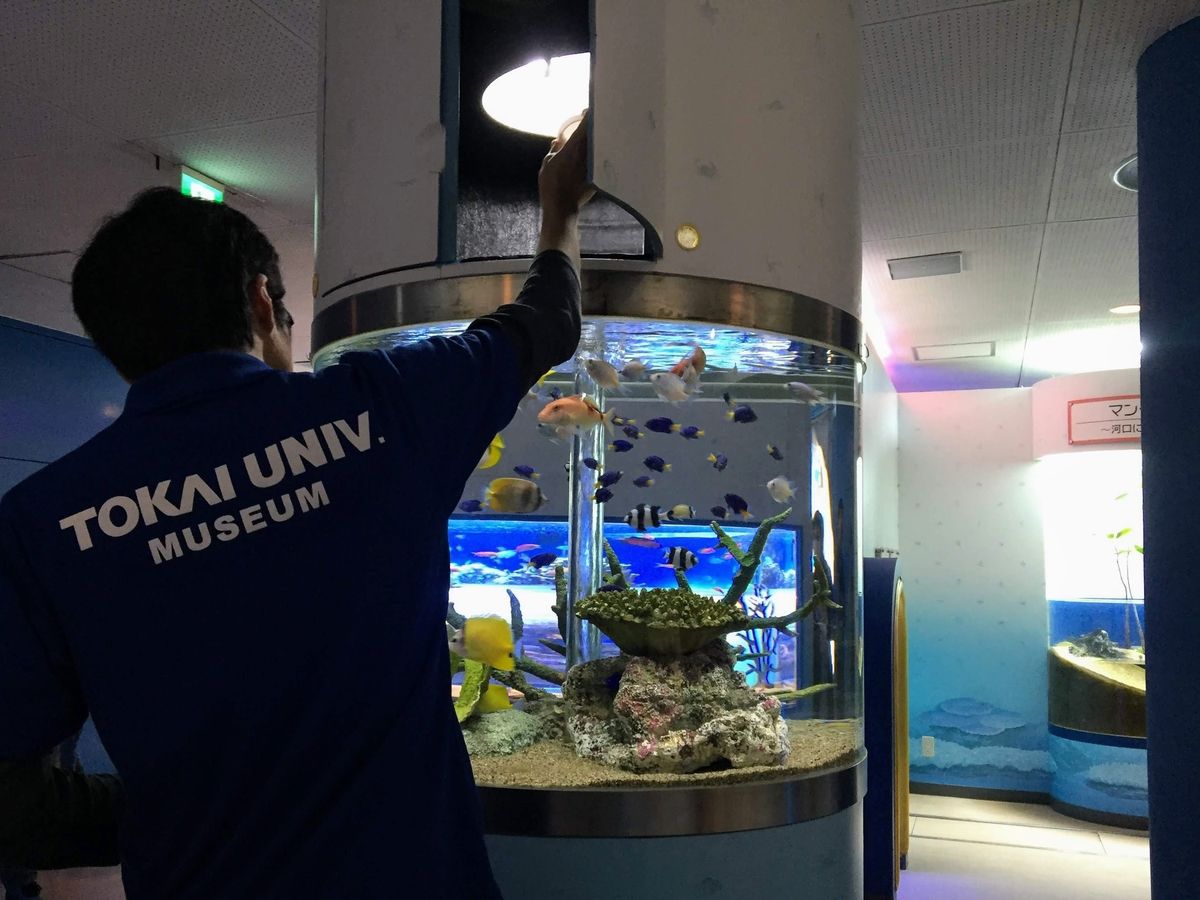 f:id:oh_ocean:20190610194719j:plain 東海大学海洋科学博物館の見どころ