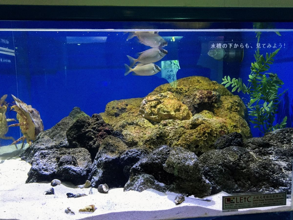 f:id:oh_ocean:20190610194740j:plain 東海大学海洋科学博物館の見どころ