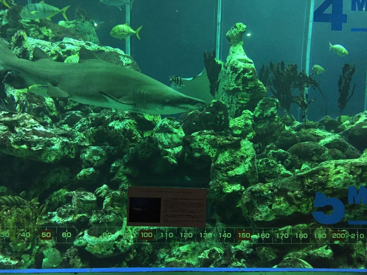 f:id:oh_ocean:20190610194810j:plain 東海大学海洋科学博物館の見どころ