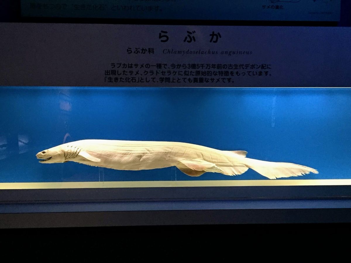 f:id:oh_ocean:20190610194824j:plain 東海大学海洋科学博物館の見どころ