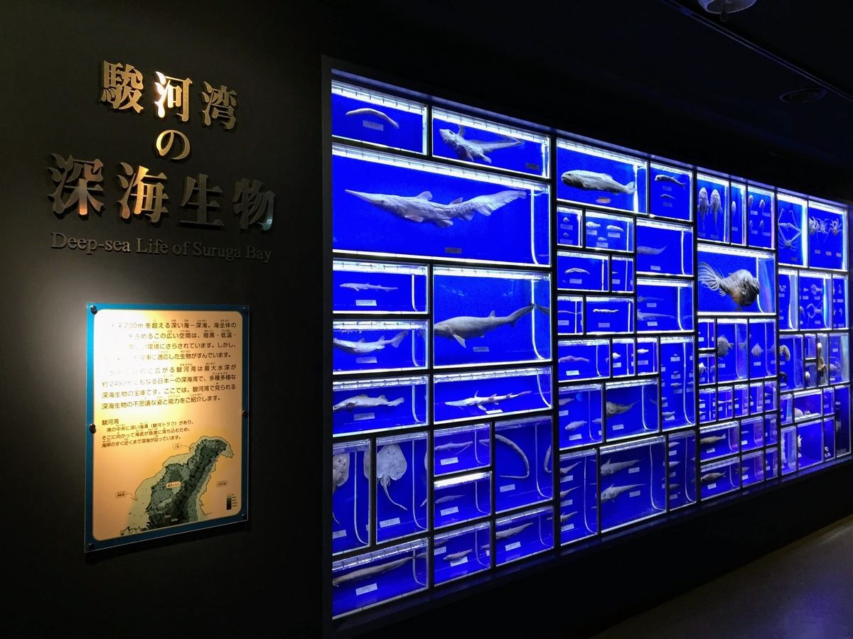 f:id:oh_ocean:20190610194900j:plain 東海大学海洋科学博物館の見どころ