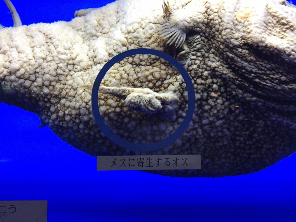 f:id:oh_ocean:20190610194924j:plain 東海大学海洋科学博物館の見どころ