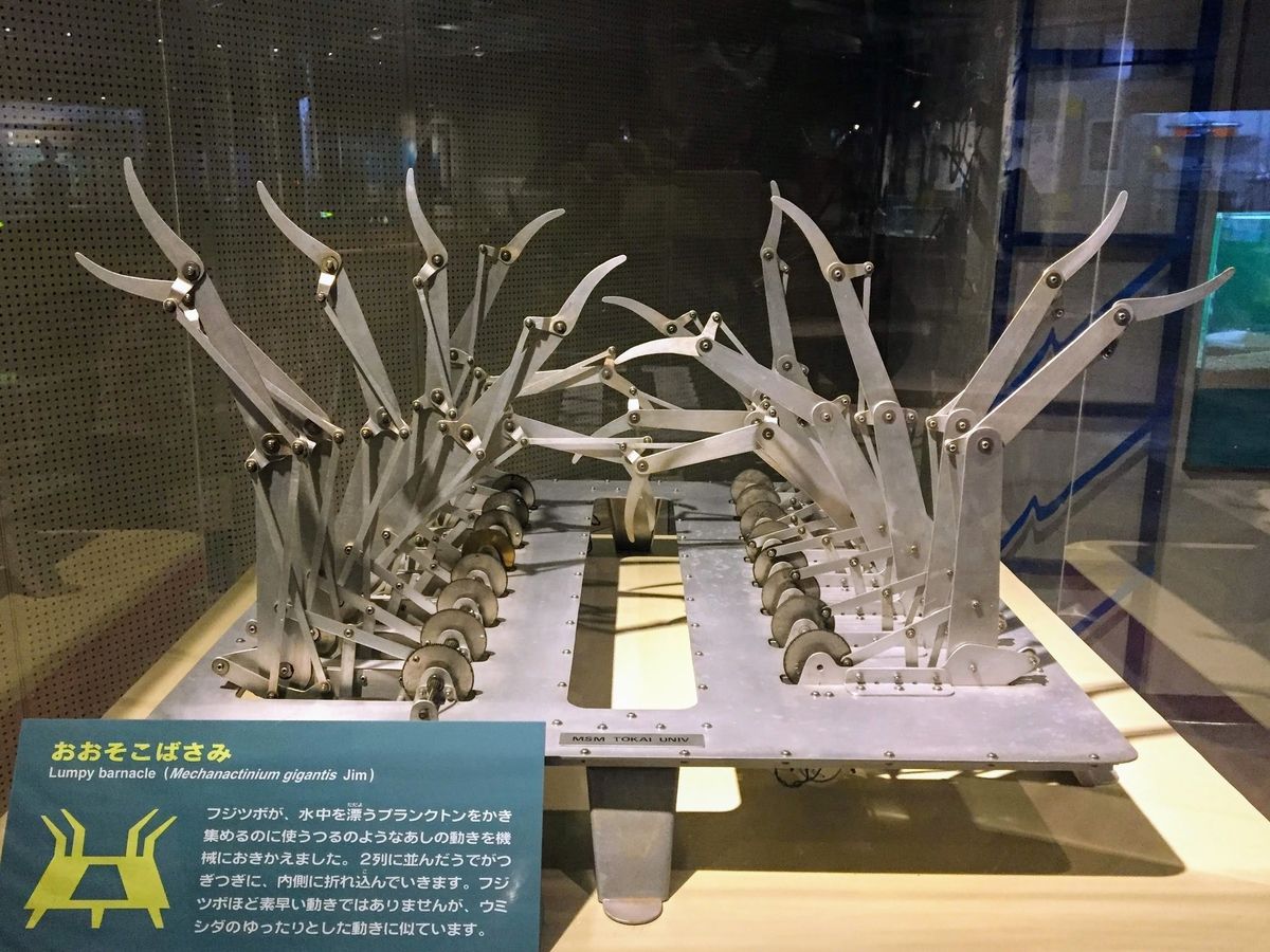 f:id:oh_ocean:20190610195301j:plain 東海大学海洋科学博物館の見どころ