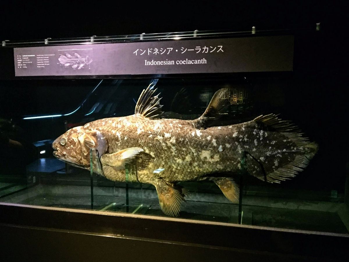 アクアマリンふくしまの見どころ