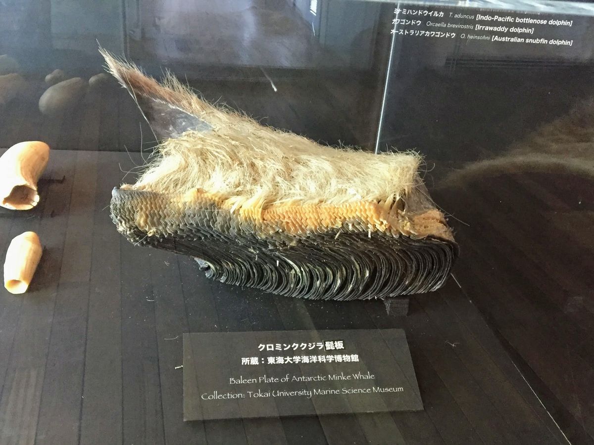アクアマリンふくしまの見どころ
