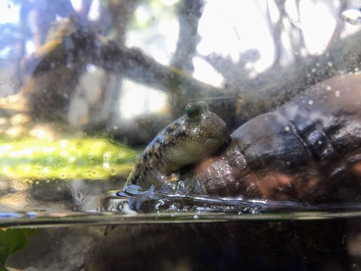 アクアマリンふくしまの見どころ