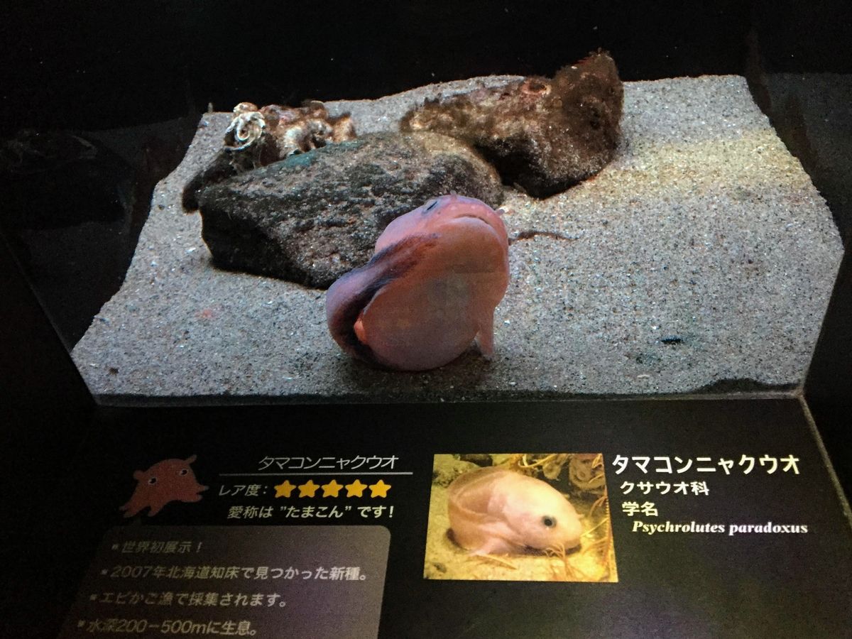 アクアマリンふくしまの見どころ