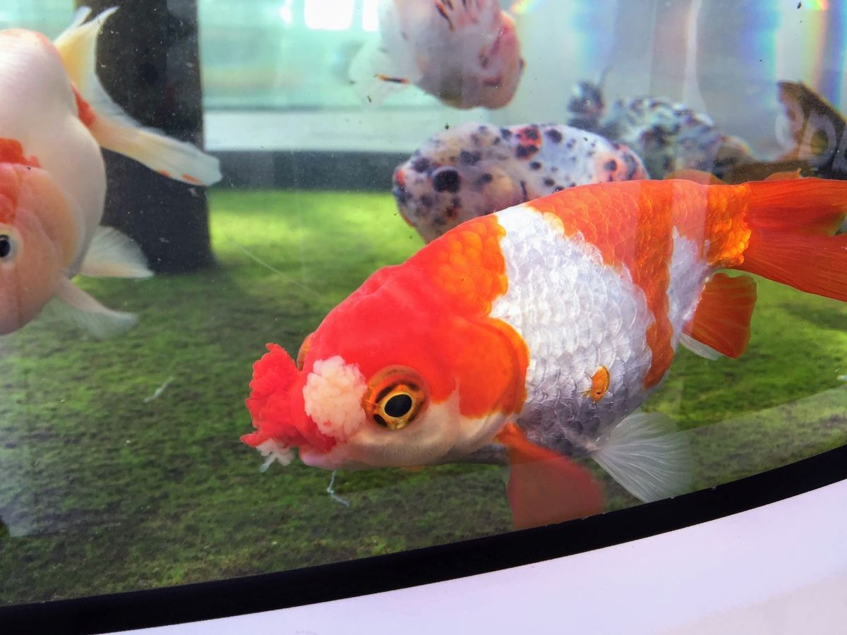 アクアマリンふくしまの見どころ