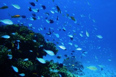 地球温暖化で「サンゴ礁」が消える？海の多様性を支えるオアシスがなくなる問題を考えよう