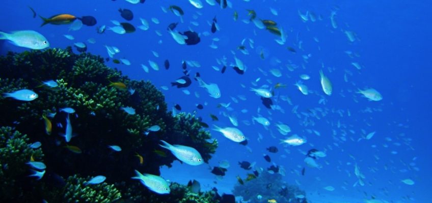 地球温暖化で「サンゴ礁」が消える？海の多様性を支えるオアシスがなくなる問題を考えよう
