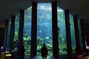 海のめぐみを守るために、科学の目線から海洋を知れる総合博物館に行ってきた【東海大学海洋科学博物館の見どころ、写真25枚】