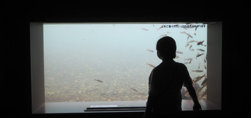 帰ってくるのは1%の奇跡！千歳川で泳ぐ、サケの力強さを見る水族館【北海道千歳市・サケのふるさと千歳水族館】
